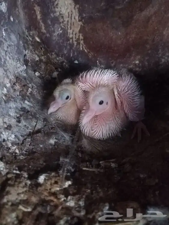 حمام. فرنسي 1