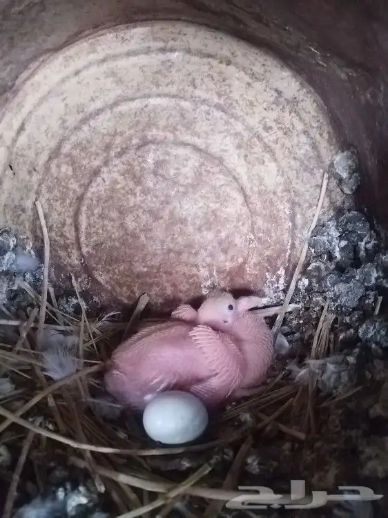 حمام. فرنسي 0