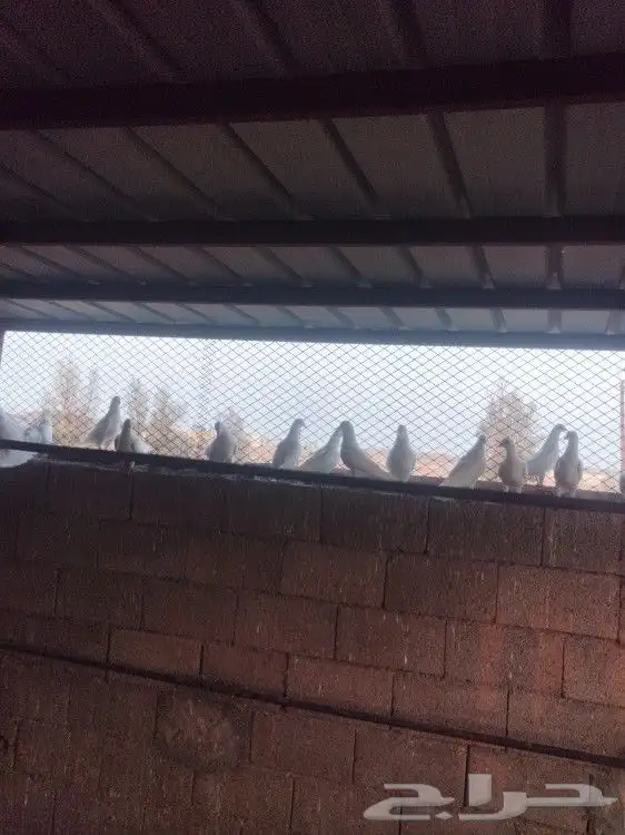 حمام. فرنسي 6