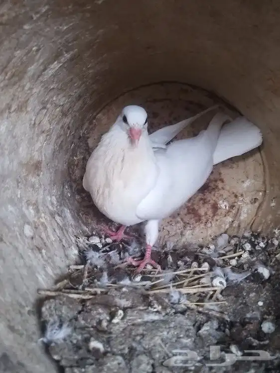 حمام. فرنسي 4