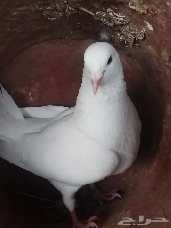 حمام. فرنسي 2