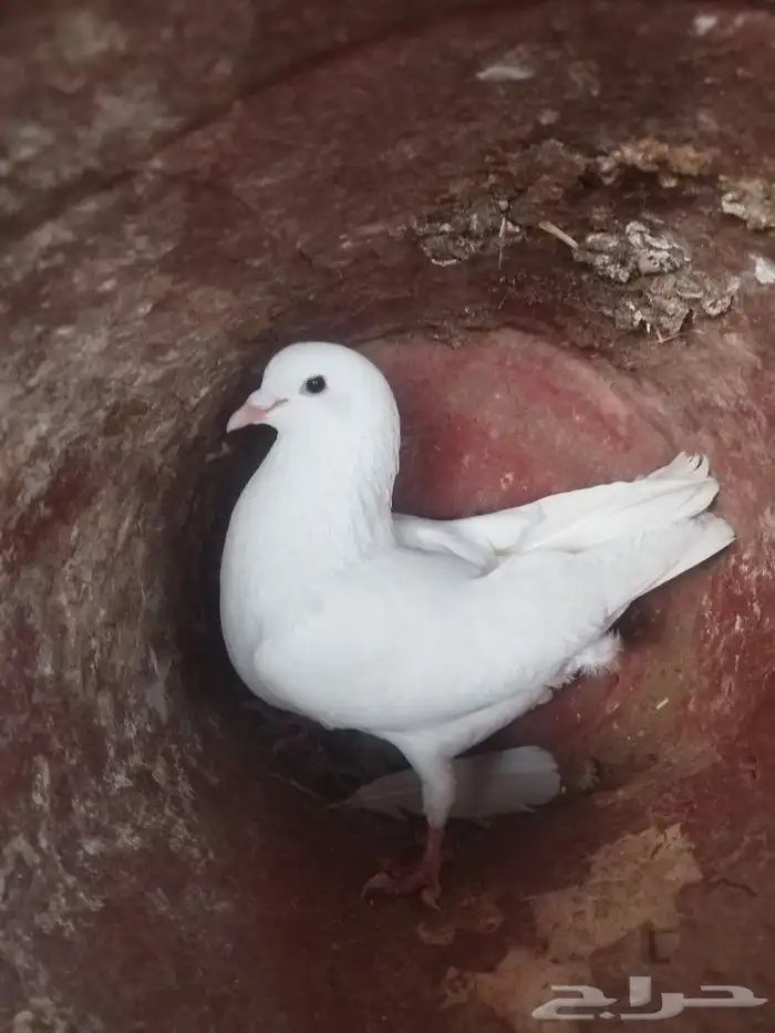 حمام. فرنسي 3