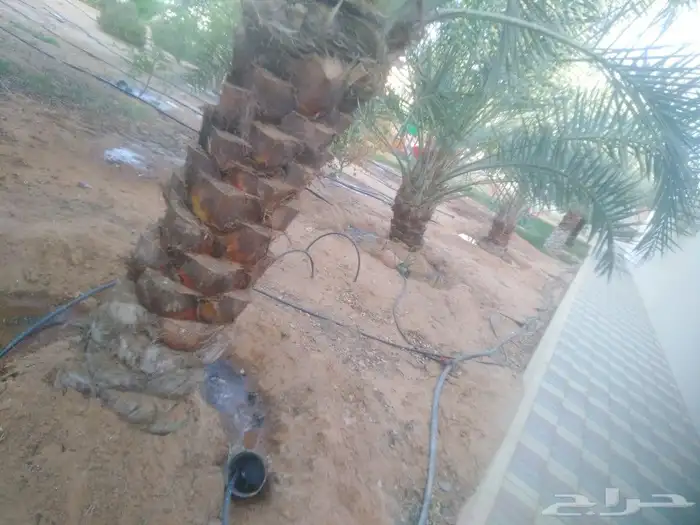 أبو أحمد لجميع أعمال النخيل 0