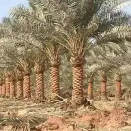 أبو أحمد لجميع أعمال النخيل 9