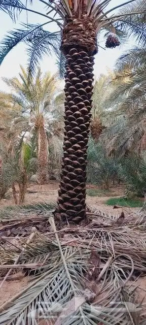 أبو أحمد لجميع أعمال النخيل 4