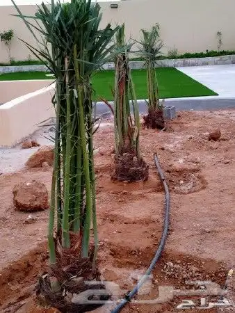 أبو أحمد لجميع أعمال النخيل 8