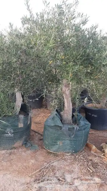 زيتون للبيع مثمر نيبالي محسن 6