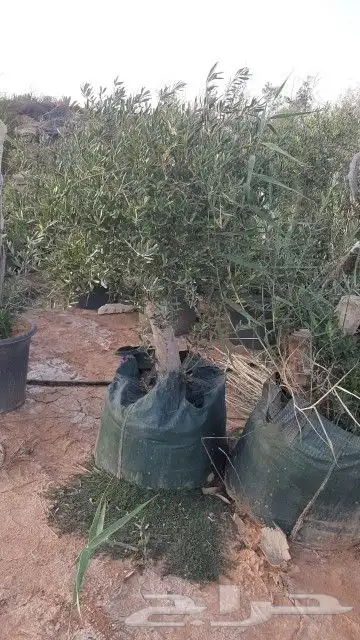 زيتون للبيع مثمر نيبالي محسن 8