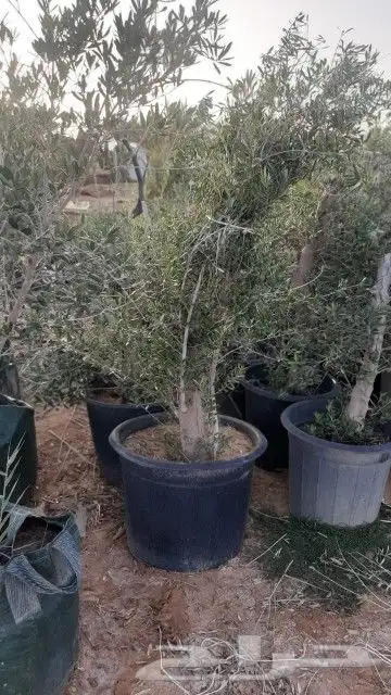زيتون للبيع مثمر نيبالي محسن 5