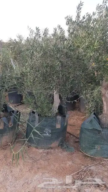 زيتون للبيع مثمر نيبالي محسن 7