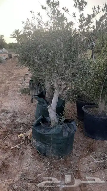 زيتون للبيع مثمر نيبالي محسن 4
