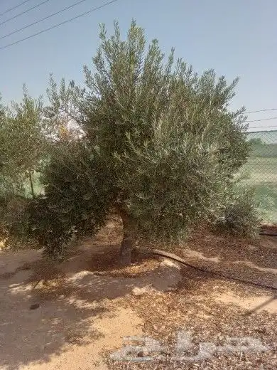 زيتون للبيع مثمر نيبالي محسن 0