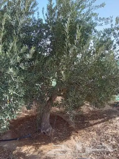 زيتون للبيع مثمر نيبالي محسن 9