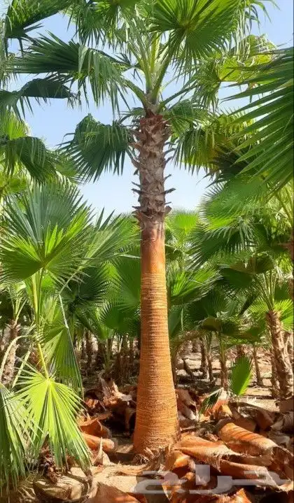 نخل واشنطني زينه 19