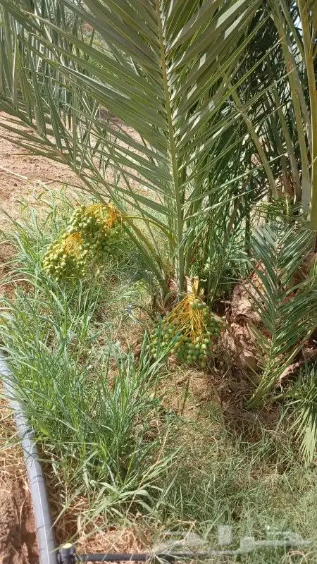 يوجد لدينا نخل فاخر صقعي مجدول غرا صفاوي برني 5