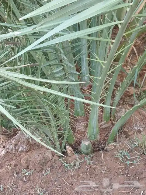 يوجد لدينا نخل فاخر صقعي مجدول غرا صفاوي برني 8
