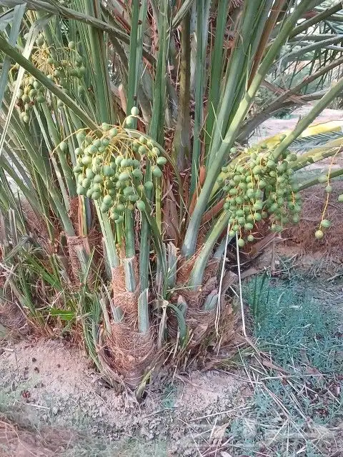 يوجد لدينا نخل فاخر صقعي مجدول غرا صفاوي برني 0