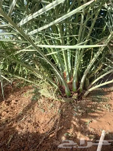 يوجد لدينا نخل فاخر صقعي مجدول غرا صفاوي برني 9