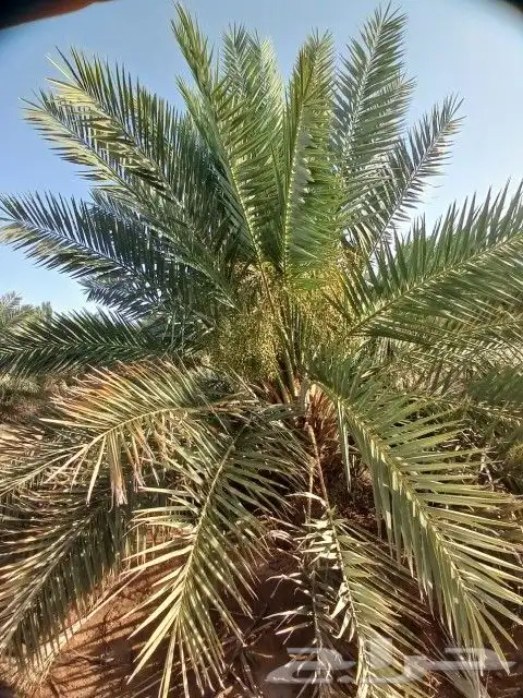 يوجد لدينا نخل فاخر صقعي مجدول غرا صفاوي برني 14