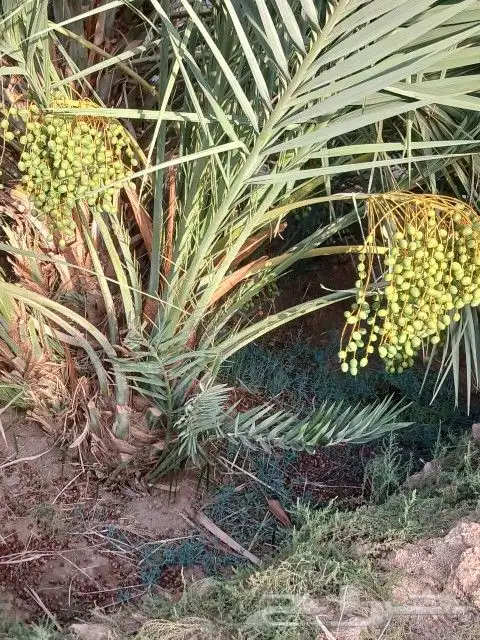 يوجد لدينا نخل فاخر صقعي مجدول غرا صفاوي برني 1