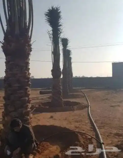 أبو أحمد لجميع أعمال النخيل 5