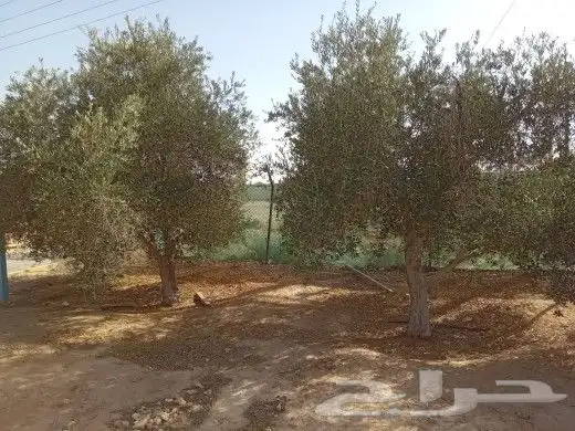 زيتون للبيع مثمر نيبالي محسن 2