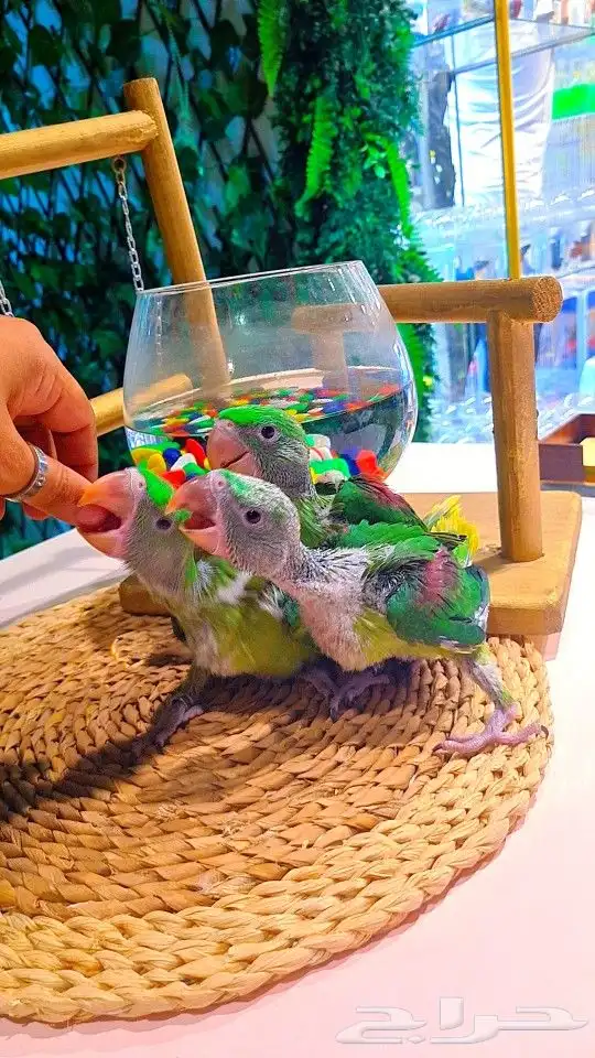 فروخ دره نيبالي إنتاج محلي تم البيع 12