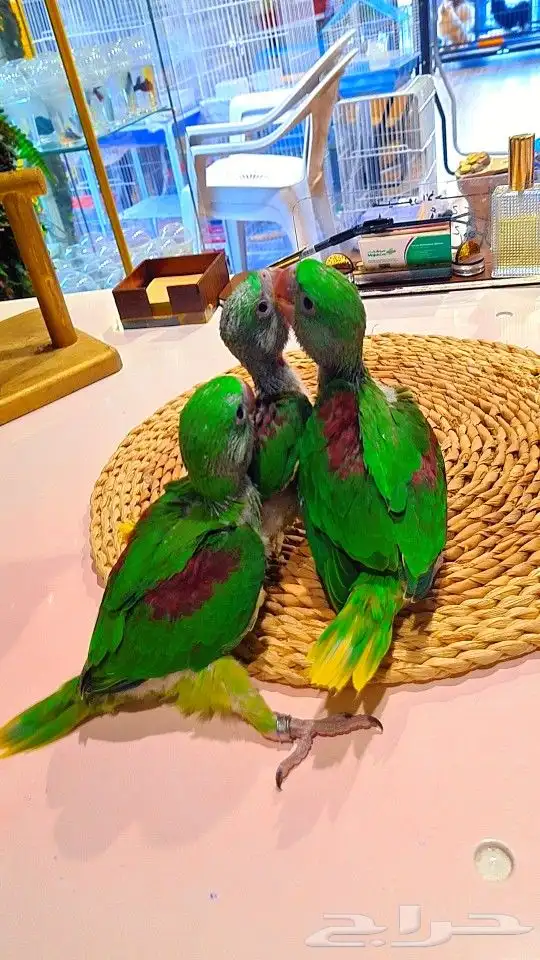 فروخ دره نيبالي إنتاج محلي تم البيع 9