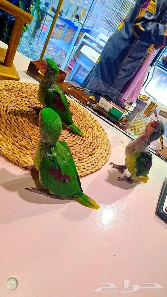 فروخ دره نيبالي إنتاج محلي تم البيع 3