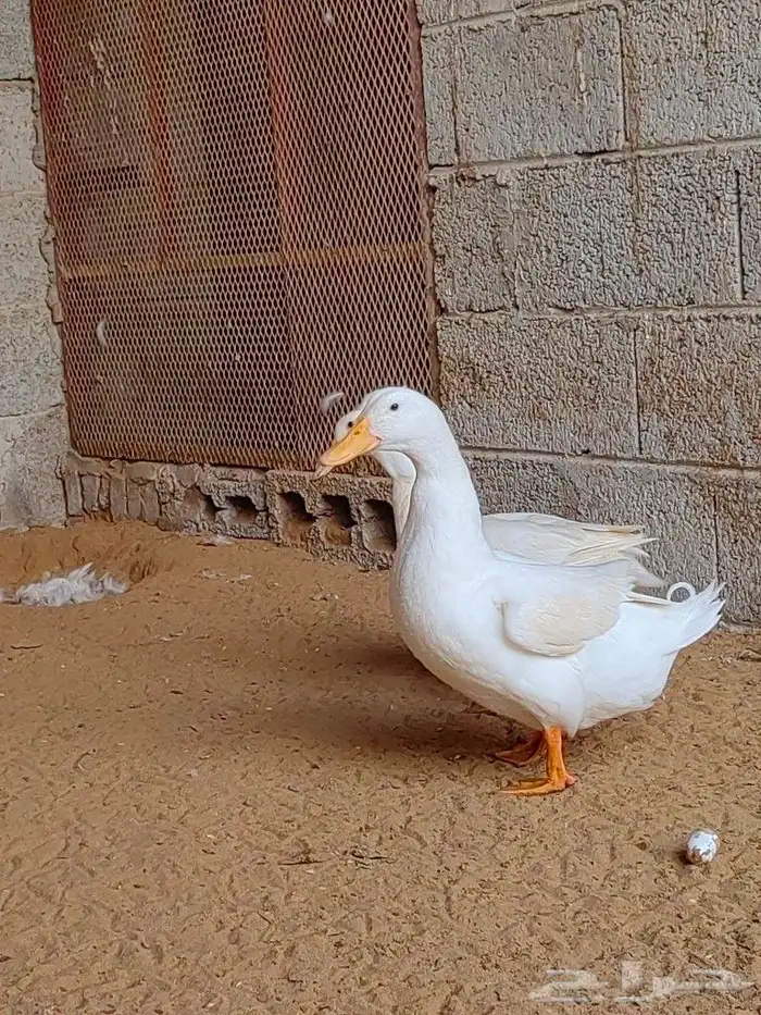 زوج بط كيني 10
