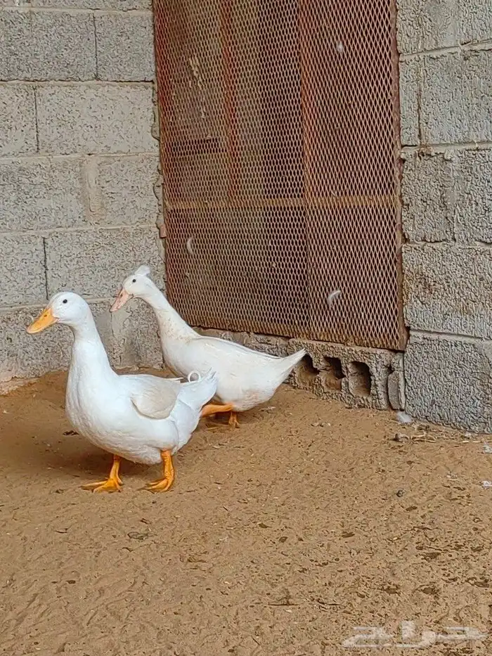 زوج بط كيني 11