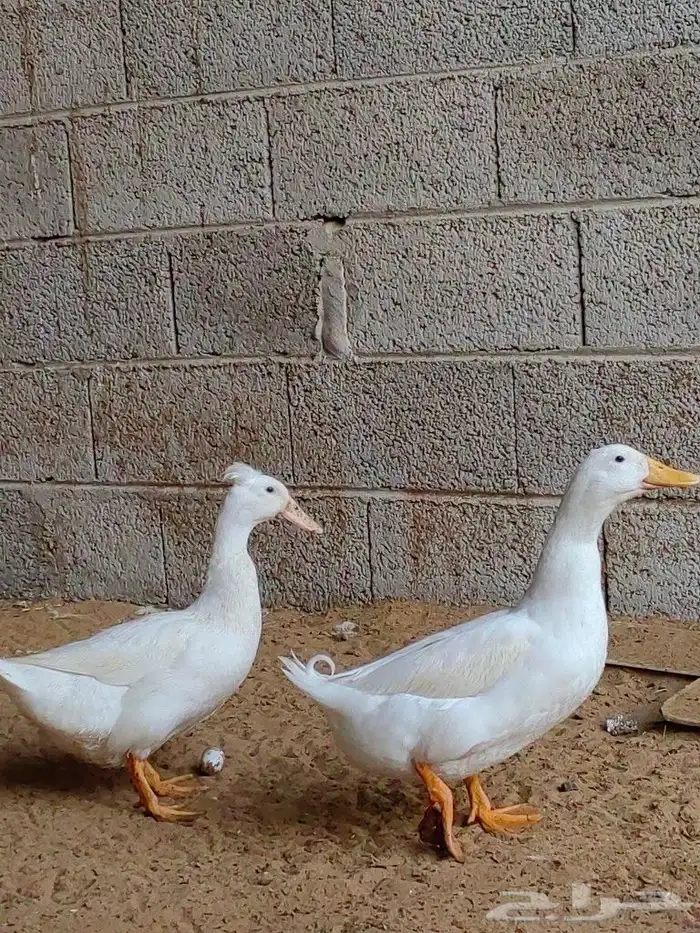 زوج بط كيني 8