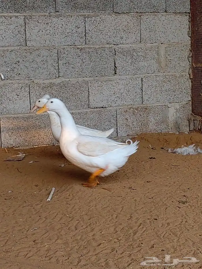 زوج بط كيني 2