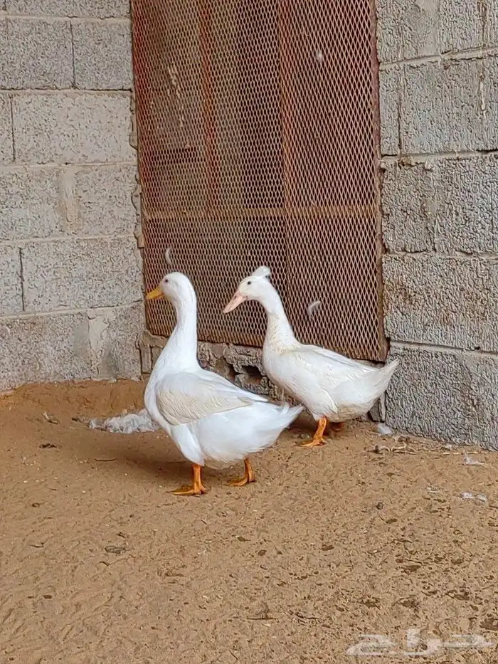 زوج بط كيني 4