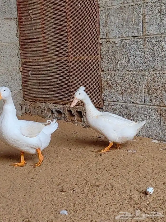 زوج بط كيني 6