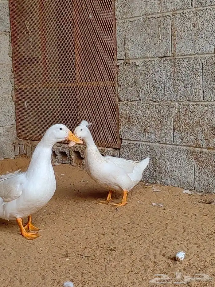 زوج بط كيني 5