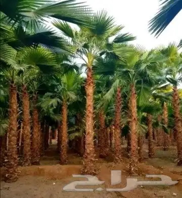 ابو احمد لشغل التراث الشعبي القديم وتوريد النخيل. واشنطني 2