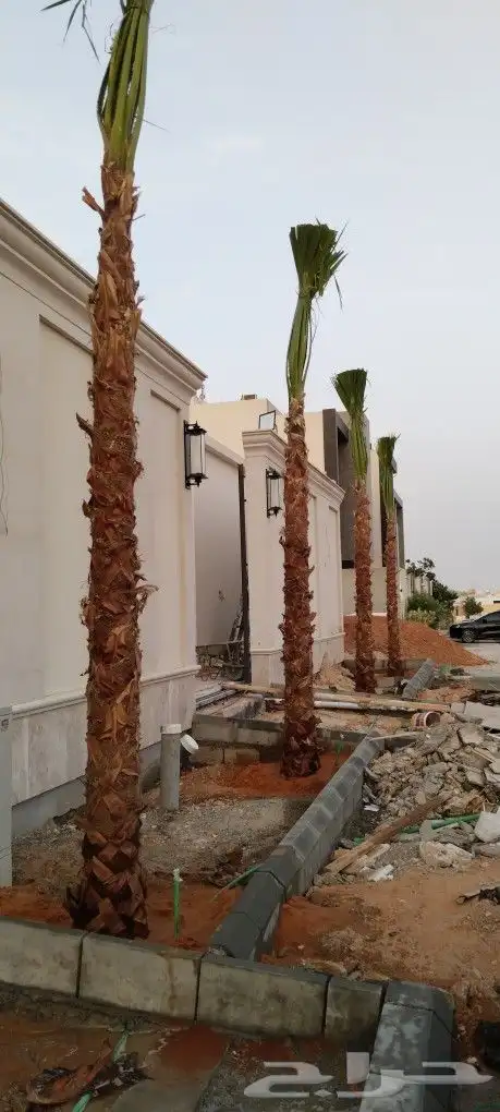 نخل وشنطني زينة للبيع 0
