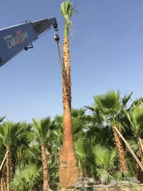 نخل وشنطني زينة للبيع 1