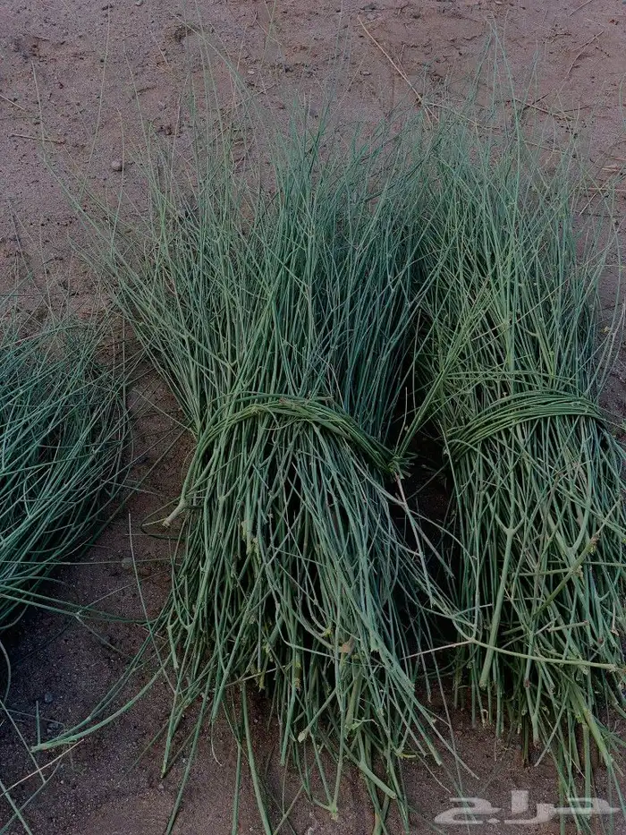 مرخ للحنيذ طازج 8