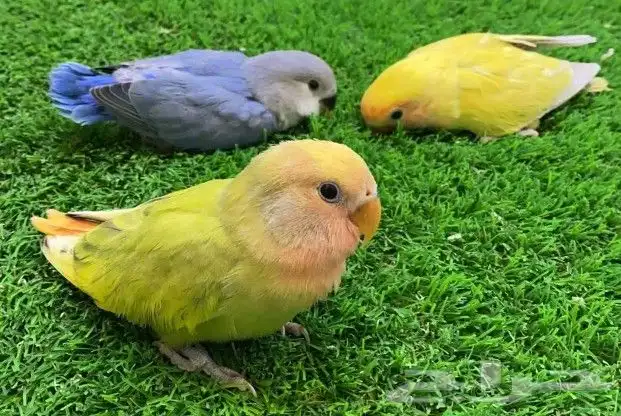 رجعنالكم من جديد بعروضنا المميزه 0