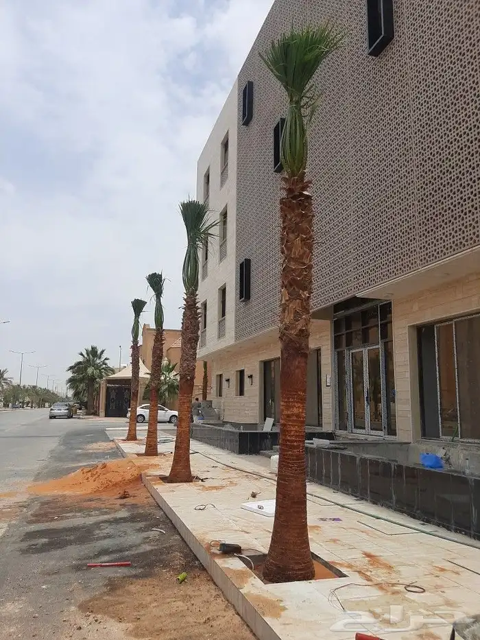 نخل واشنطوني زينه 2