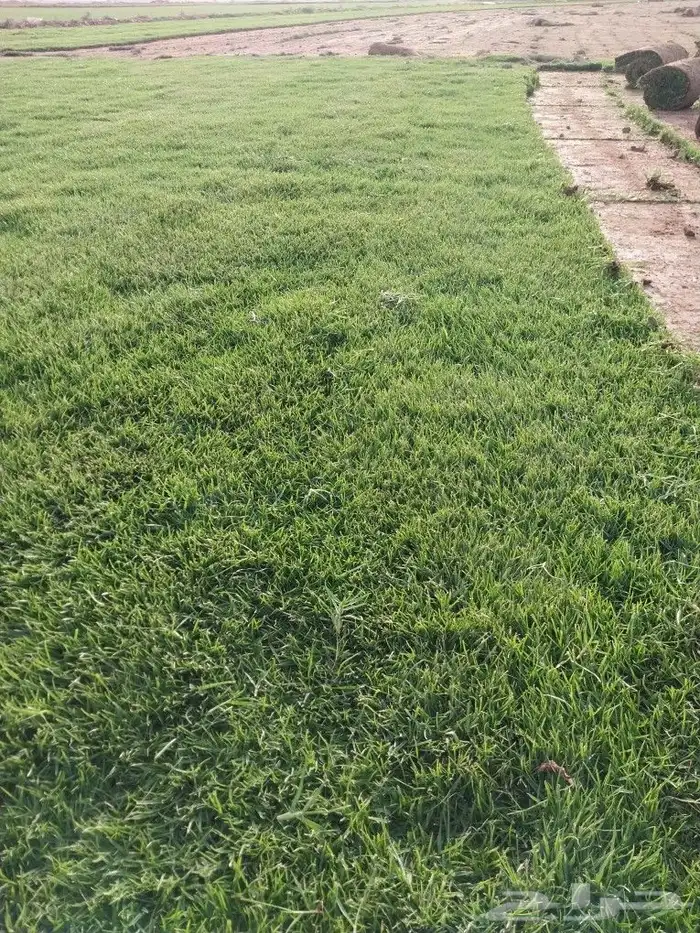 لجميع انواع الثيل الطبيعي درجة أولى صافي خالي من الحشاءش تور 2