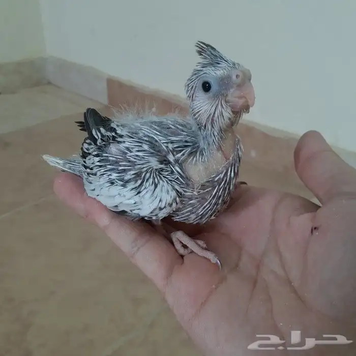 فرخ كروان فراشه (تم البيع ) 0