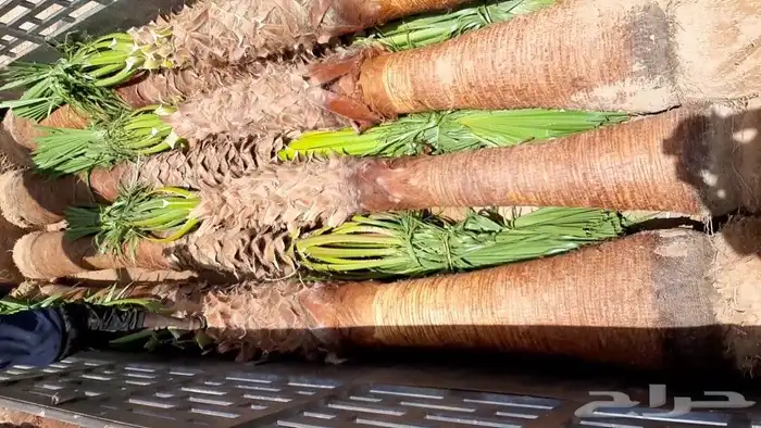 نخل واشنطوني زينه 5