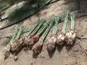 يوجد لدينا جميع انواع انخيل ج 4