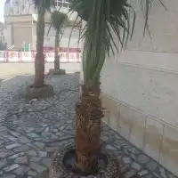 يوجد لدينا جميع انواع انخيل ج 7