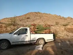 يوجد لدينا جميع انواع انخيل ج 6