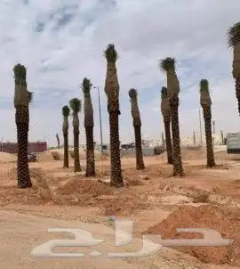 نخيل للبيع ومقاول شبوك 6