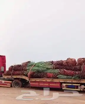 نخيل للبيع ومقاول شبوك 2